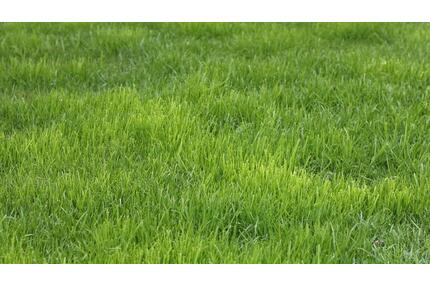 Vielseitiges Garten- & Freizeitgrundstück ca. 600m² zu vermieten - Bodenwerder