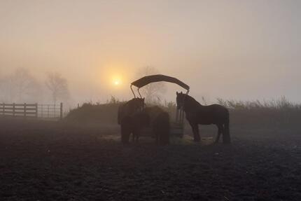 Charmanter Resthof mit 7,5 ha Land - Eggstedt