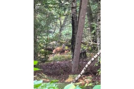 Waldgrundstück Nähe Gilching zu verpachten