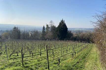 Grundstück zu verkaufen in Wiesbaden Schierstein 99.000,00 € 1052 m² - Wiesbaden / Schierstein