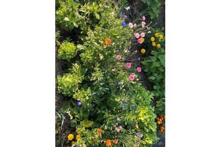 Garten mit Laube Herman Peters Kolonie Heiligenhafen