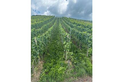 Rebflächen Reben Grundstück Ackerfläche Grünland - Ettlingen