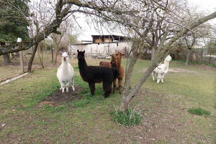 Haus mit 3.085 m² Grundstück, Hof, Garage & Nebengebäuden - nur 81.999 € - Doberlug-Kirchhain