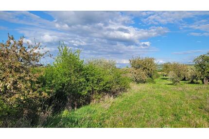Schöne Streuobstwiese in Ockenheim in top Lage zu verpachten