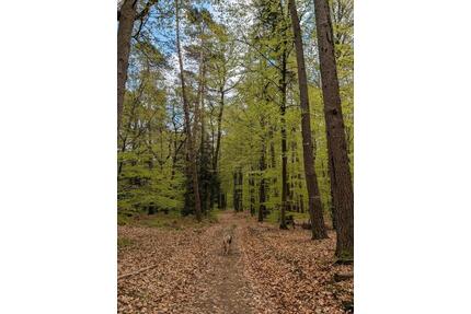 Haus in der Natur - 200.000,00&nbsp;EUR Kaufpreis, ca.&nbsp; 120,00&nbsp;m&sup2; in Echternacherbrück (PLZ: 54668)