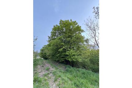 Garten-Freizeitgrundstück mit Lost Place Charakter - Berglen