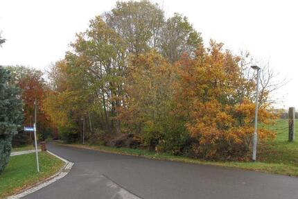 Kleiner Steinbruch mit Waldanteil in Billroda - Bad Bibra