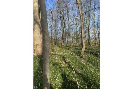 Grundstück in Eschweiler 140.000,00 € 148000 m²