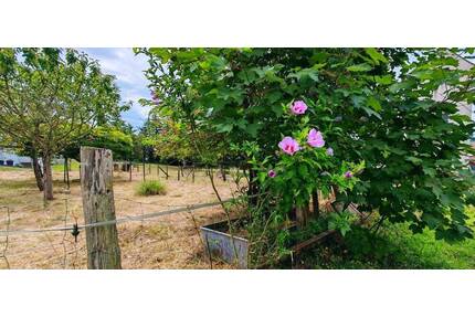 Baugrundstück in Rümmingen +++ Rösch Immobilien Weil am Rhein +++