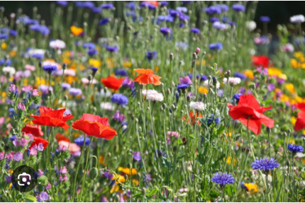 Alternatives WohnenLeben mit Tieren - Bremen Gröpelingen